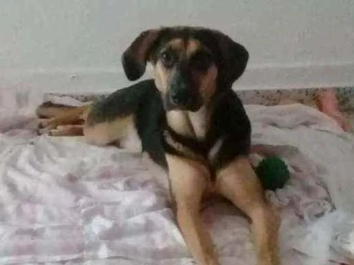 Cachorro ra a Sem raça definida  idade 1 ano nome Selina 