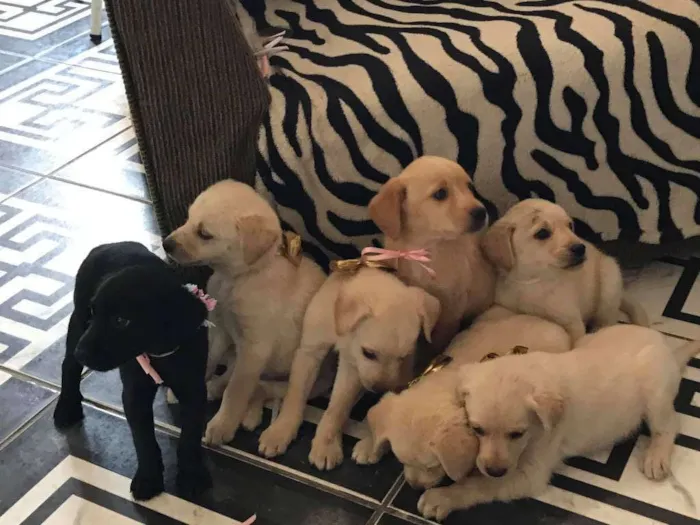 Cachorro ra a Labrador idade 2 a 6 meses nome N/A