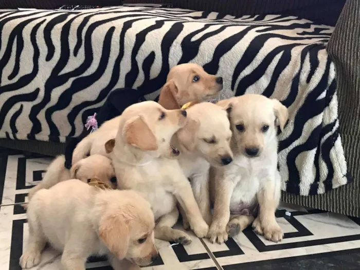Cachorro ra a Labrador idade 2 a 6 meses nome N/A