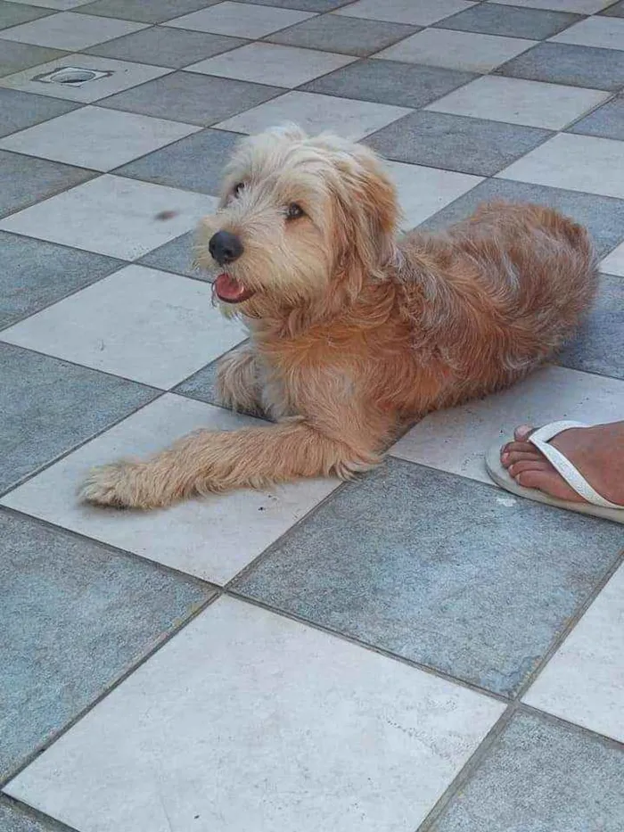 Cachorro ra a Não sei idade 7 a 11 meses nome Bob