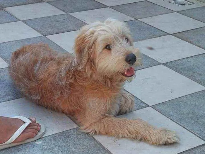 Cachorro ra a Não sei idade 7 a 11 meses nome Bob