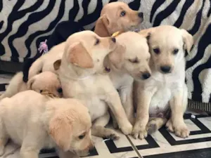 Cachorro raça Labrador idade 2 a 6 meses nome N/A