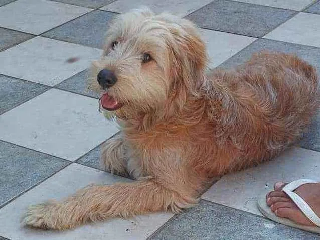 Cachorro ra a Não sei idade 7 a 11 meses nome Bob