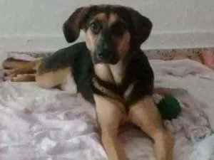 Cachorro raça Sem raça definida  idade 1 ano nome Selina 