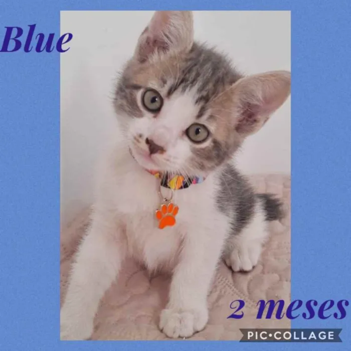 Gato ra a Srd idade 2 a 6 meses nome Blue