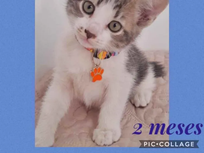 Gato ra a Srd idade 2 a 6 meses nome Blue