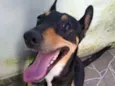 Belinha