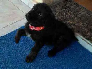 Cachorro raça Sem raça definida idade 2 a 6 meses nome Mel