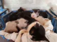 Gatinhos
