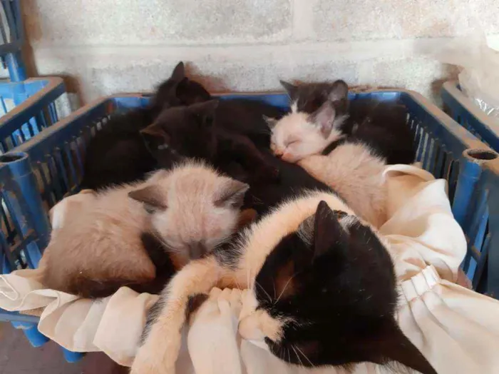 Gato ra a SRD idade Abaixo de 2 meses nome Gatinhos