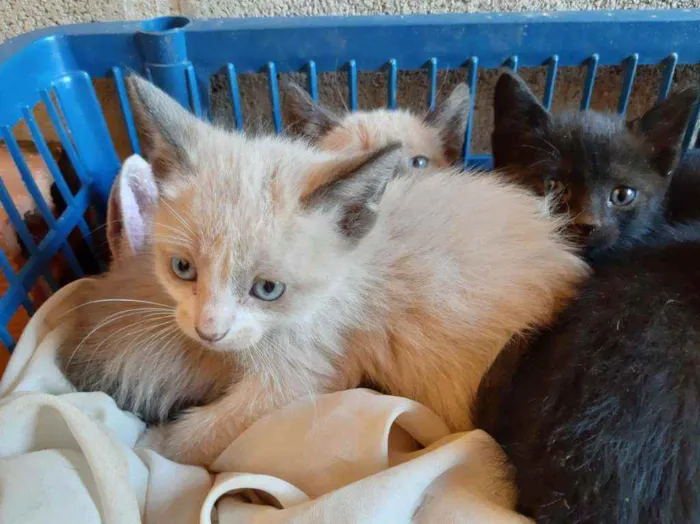 Gato ra a SRD idade Abaixo de 2 meses nome Gatinhos