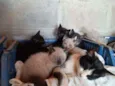 Gatinhos
