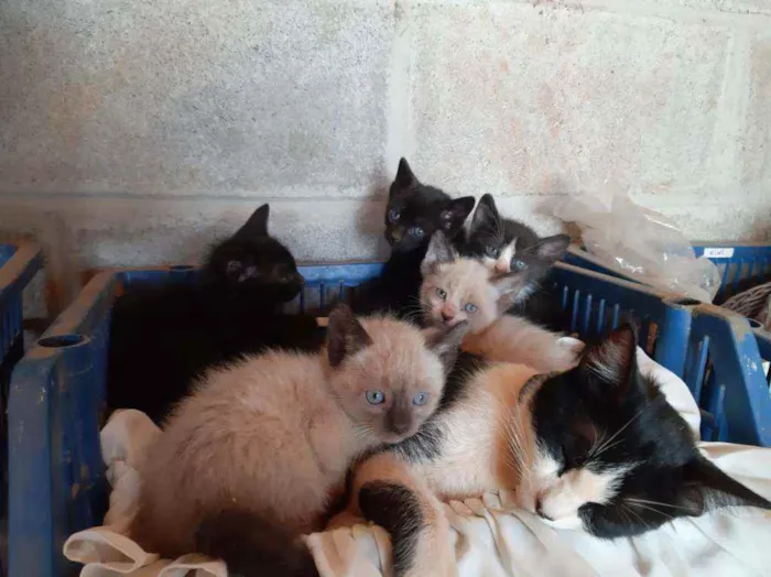Gato ra a SRD idade Abaixo de 2 meses nome Gatinhos