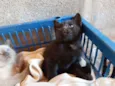 Gatinhos