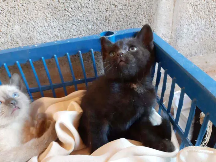 Gato ra a SRD idade Abaixo de 2 meses nome Gatinhos