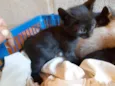Gatinhos