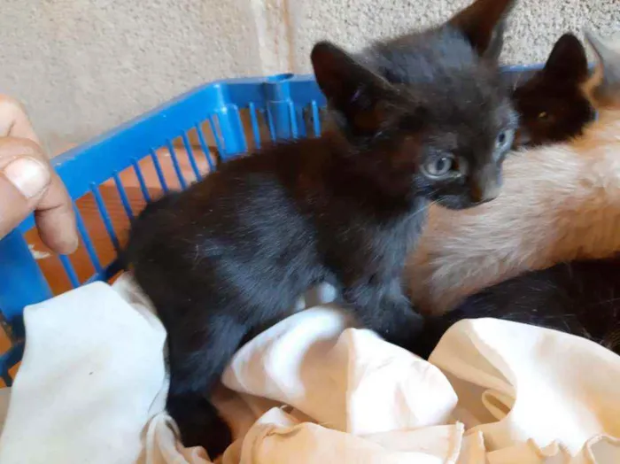 Gato ra a SRD idade Abaixo de 2 meses nome Gatinhos