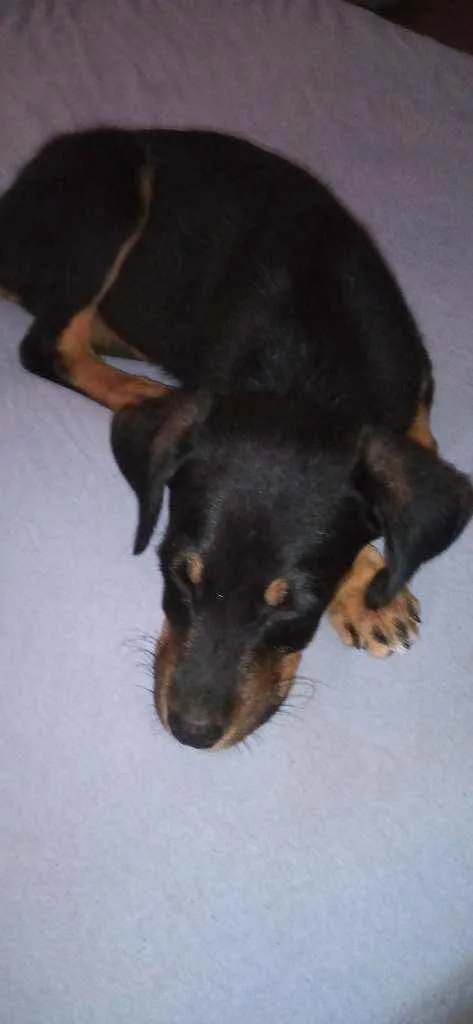 Cachorro ra a Rottweiler com vira lata idade 2 a 6 meses nome Luke