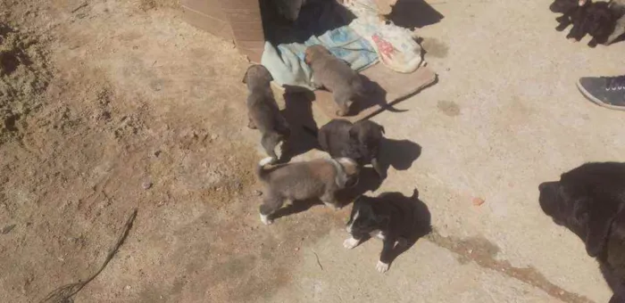 Cachorro ra a Indefinida idade 2 a 6 meses nome Kira, bolinha, thor