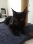 Francis