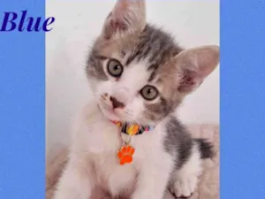 Gato raça Srd idade 2 a 6 meses nome Blue