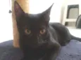 Francis