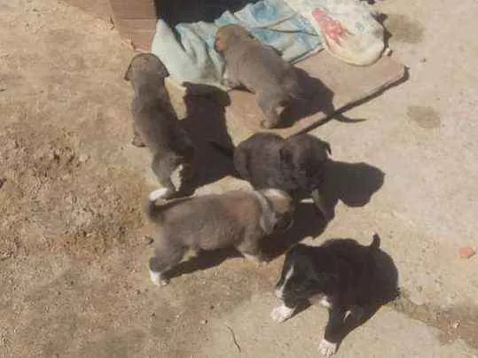 Cachorro ra a Indefinida idade 2 a 6 meses nome Kira, bolinha, thor
