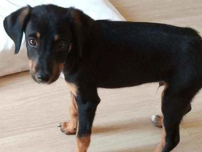 Cachorro ra a Rottweiler com vira lata idade 2 a 6 meses nome Luke