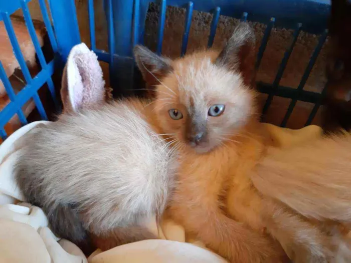 Gato ra a SRD idade Abaixo de 2 meses nome Gatinhos