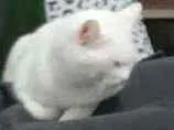 Gato raça Normal idade 2 anos nome Amarelo 