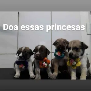 Cachorro raça SRD idade Abaixo de 2 meses nome Bela
