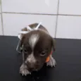 Bela