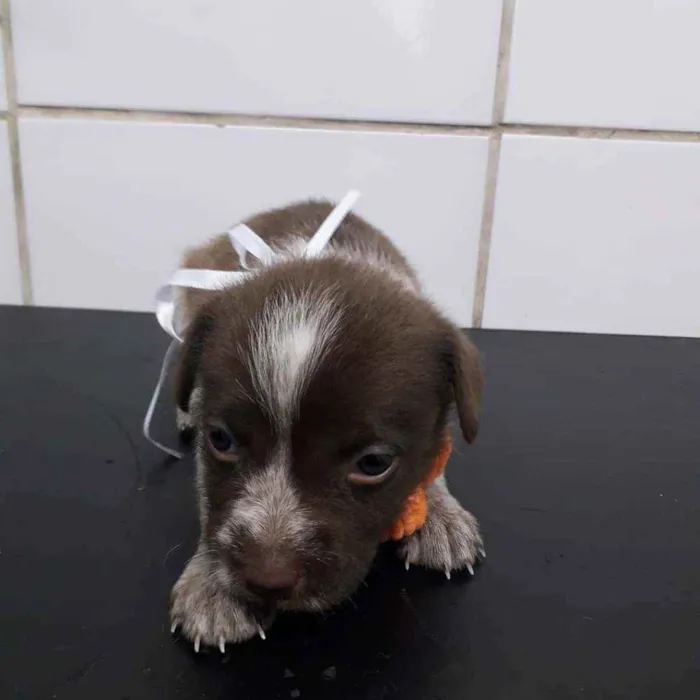 Cachorro ra a SRD idade Abaixo de 2 meses nome Bela