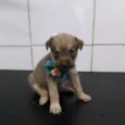 Bela