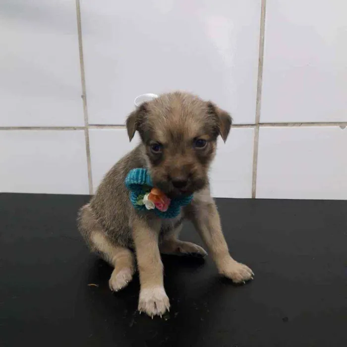 Cachorro ra a SRD idade Abaixo de 2 meses nome Bela
