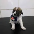 Bela