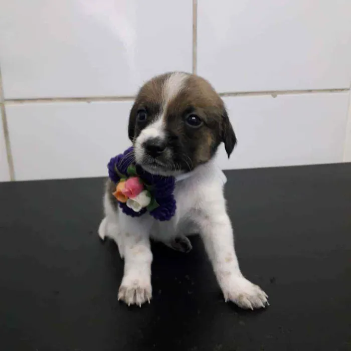 Cachorro ra a SRD idade Abaixo de 2 meses nome Bela