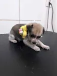 Bela