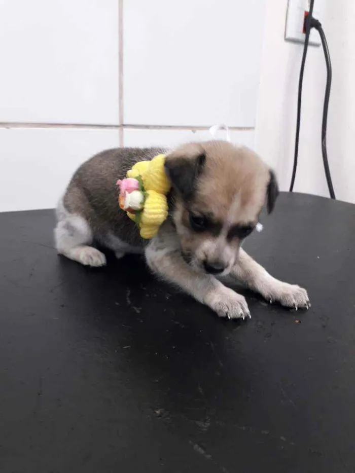 Cachorro ra a SRD idade Abaixo de 2 meses nome Bela