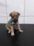 Bela