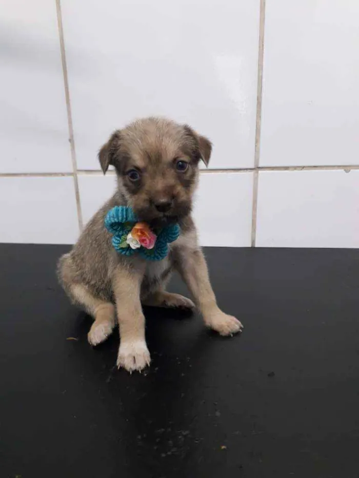 Cachorro ra a SRD idade Abaixo de 2 meses nome Bela