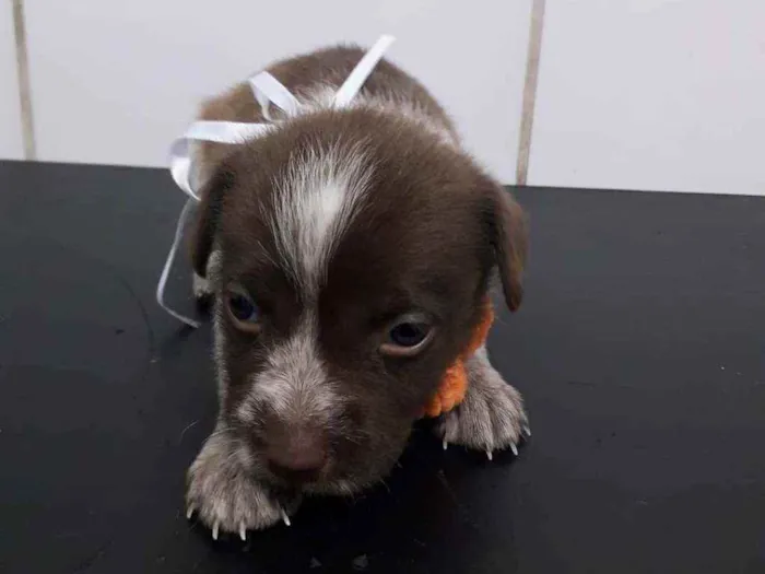 Cachorro ra a SRD idade Abaixo de 2 meses nome Mel