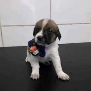 Cachorro raça SRD idade Abaixo de 2 meses nome Meg