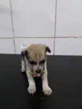 Babi