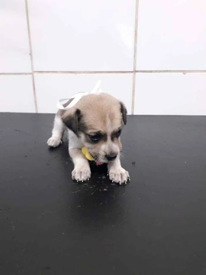 Cachorro ra a SRD idade Abaixo de 2 meses nome Babi