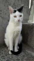 Lulu