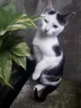 Lulu