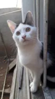 Lulu