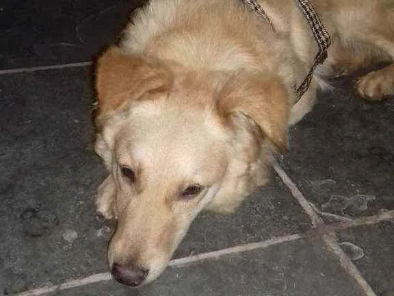 Cachorro ra a Srd idade 1 ano nome Nino