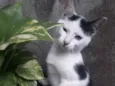 Lulu